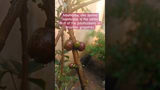 Jabuticaba also spelled Jaboticaba tree grape grape flower fruit garden gardening [upl. by Nisbet123]