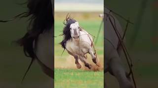 😄 horse riding full speed 🐎🐼 shorts youtubeshorts horse riding speed [upl. by Lenrad805]