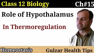 Role of Hypothalamus in Thermoregulation class 12 biology  Homeostasis [upl. by Eves96]