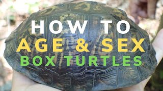 How to Tell a Box Turtles Age and Gender [upl. by Faith190]