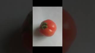 Tomato photoNatural Sceneryyoutubetrendingyoutubeshortstomatoshortsshortphotographybest [upl. by Yrrak]