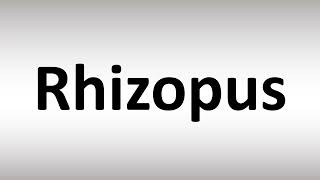 How to Pronounce Rhizopus [upl. by Acinnod]