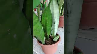 Moonshine Sansevieria Snake Plant Good as an air purifier nature houseplant garden [upl. by Lynus]