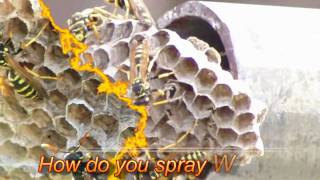 Safest Way to Kill Wasps and Hornets [upl. by Stronski]