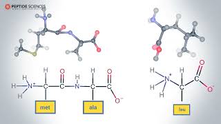 How are Peptides Formed An Educational Insight [upl. by Annie411]