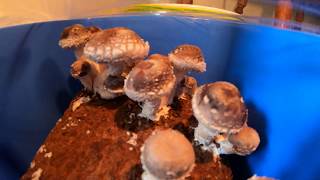 24 hour timelapse of Shiitake Mushrooms growing [upl. by Oisor583]