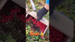 Harvest Time berries harvest harvesting shortsviral foodshorts [upl. by Beyer]