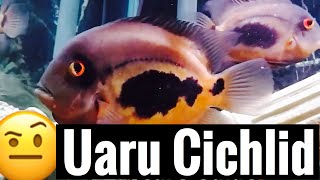 Uaru Cichlid Care Guide [upl. by Adnic971]