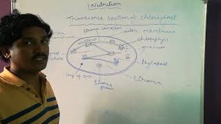 Transverse section of chloroplast chap 1 nutrition class 10 [upl. by Labina]