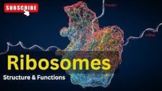 Ribosomes Structure and Function Lecture2 Part5 Biological World🐛🍀 [upl. by Eceinaj387]