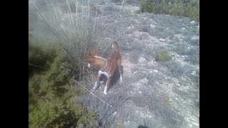 Podenco Andaluz cazando conejos lances de noviembre 2014 [upl. by Zanahs]