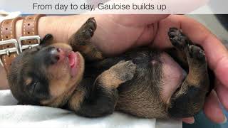 20 Tage eine Dackelgeburt  20 days dachshunds being born [upl. by Ibrab]