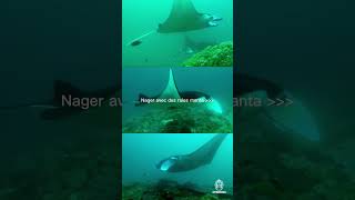 Nager avec les raies manta à Nusa Penida [upl. by Hearsh627]