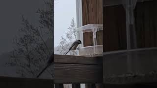 Carolina Chickadee eating seeds birds nature [upl. by Gordon]