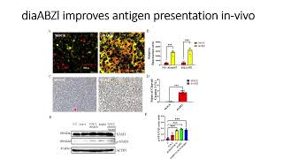 DiaBZl stimulates NYESO1 antigen expression invivo Code 706 [upl. by Eivod]