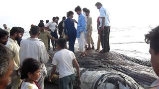 50 Ft FISH in Karachi SEA VIEW [upl. by Immaj]