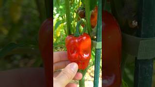 Ghost Pepper Bell Pepper CROSS gardeningtips spicyfood [upl. by Auqinom]