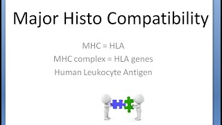 Medicine 089 MHC HLA Human Leukocyte antigen Major HistoCompatibility complex Matching [upl. by Bondy]