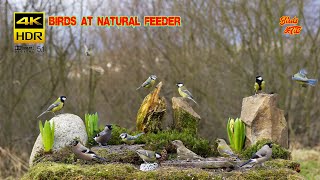 Birds at natural feeder compilation  4K HDR  CATs tv [upl. by Kora]