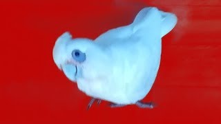 Watch this BEFORE getting a CORELLA PARROT  5 Minutes with a Corella [upl. by Dimond399]