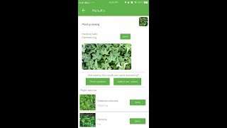 PlantSnap identifies a Common Ivy Hedera helix [upl. by Elspeth]