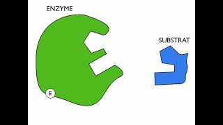 3Le mode daction des enzymes [upl. by Bellda]