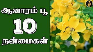 Aavaram poo health benefits in Tamil  ஆவாரம் பூ பயன்கள்  Aavaram poo uses  Payangal  Dheivegam [upl. by Annoirb616]