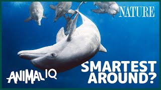 Dolphins Can Use Technology  Animal IQ [upl. by Elleiand]