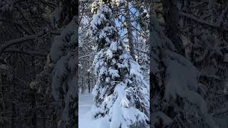 Snowshoeing in Jukkasjärvi Sweden [upl. by Navi]