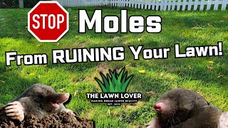 Are Moles RUINING Your Lawn diylawncare [upl. by Nalloh]