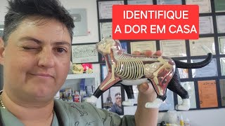 OSTEOARTRITE EM GATOS [upl. by Ydor]