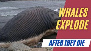 Whale explosion after death [upl. by Francis]