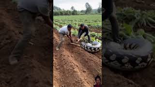 😮 snack 🥨 attacks and eats dog on farm far please meri video Aashi lagi to like share comment kar [upl. by Artemisia]