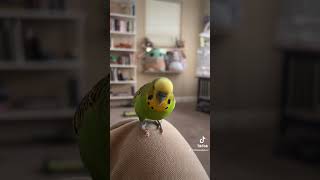 “Hey Siri tell me about parakeets” says parakeet [upl. by Tarr]