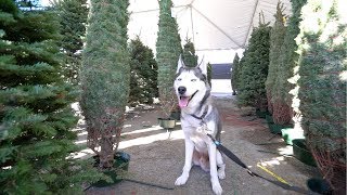 My Husky Picks Out His Own Christmas Tree [upl. by Dnomed326]