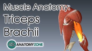 Triceps  Muscle Anatomy [upl. by Ayanahs224]