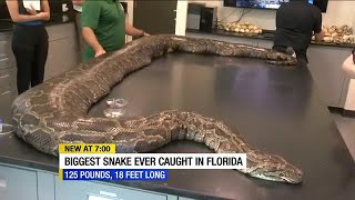 Largest Burmese python in Florida history discovered in the Everglades [upl. by Artinad]