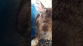 Girl feeding rabbit beautiful rabbitt pet pewdiepie bunny houserabbit cute rabbit animal [upl. by Jemie]