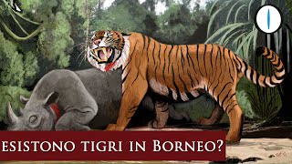 La TIGRE del BORNEO [upl. by Yelraf947]