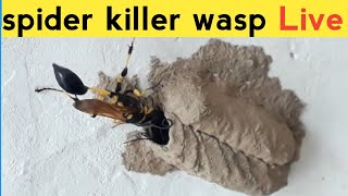 Spider killer wasp watch Live  towardthenature [upl. by Eladnwahs344]