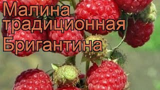 Малина традиционная Бригантина rubus brigantina 🌿 обзор как сажать саженцы малины Бригантина [upl. by Carrew]