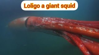 loligo a giant squid [upl. by Yeaton114]