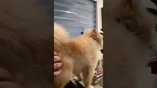 Ever thought of muzzles for your dog This is working like share pets pomeranian subscribe [upl. by Llenhoj629]