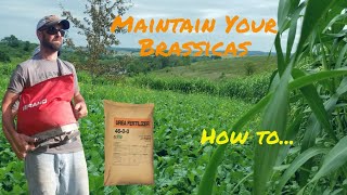 How To Maintain Your Brassica Food Plots and More [upl. by Novy103]