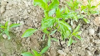 chili farming 🌶 peppers farming chili peppers farming [upl. by Merell]