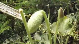 Exploding cucumber  Ecballium elaterium [upl. by Nodarse]