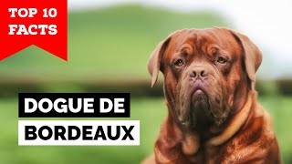 Dogue de Bordeaux  Top 10 Facts [upl. by Luhey288]