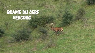 2024 09 27 Sortie au Brame du cerf Vercors [upl. by Kalinda]