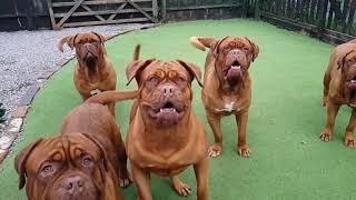 The best dog Dogue de Bordeaux Dogs in slow mo [upl. by Hamann]