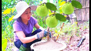 Harvest guava to soak in wine dig guava trees to create bonsai bring fruit to sell at the market [upl. by Lenrow]